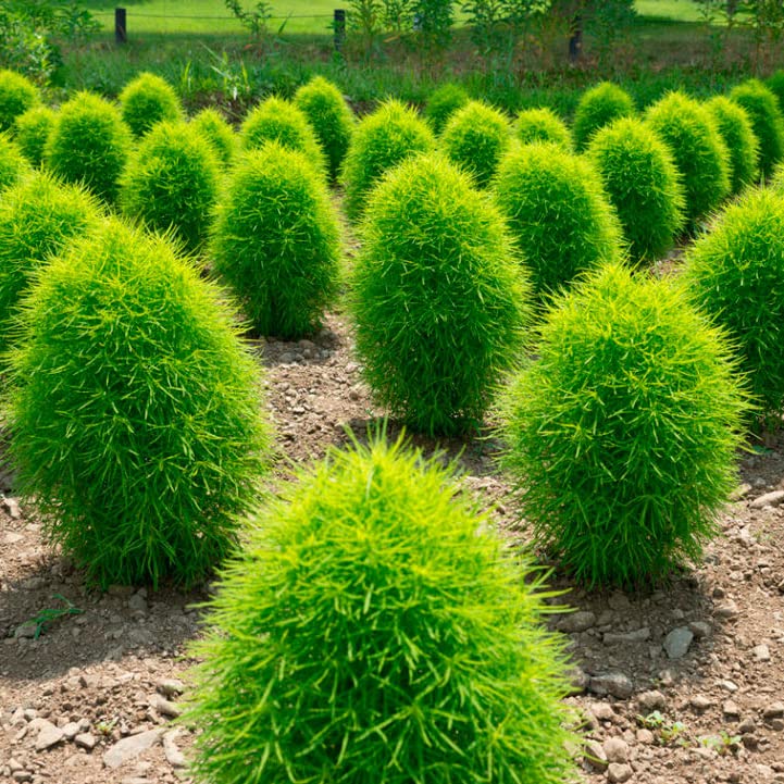 100 Burning Bush Seeds - (GREEN) Summer Cypress, kochia scoparia