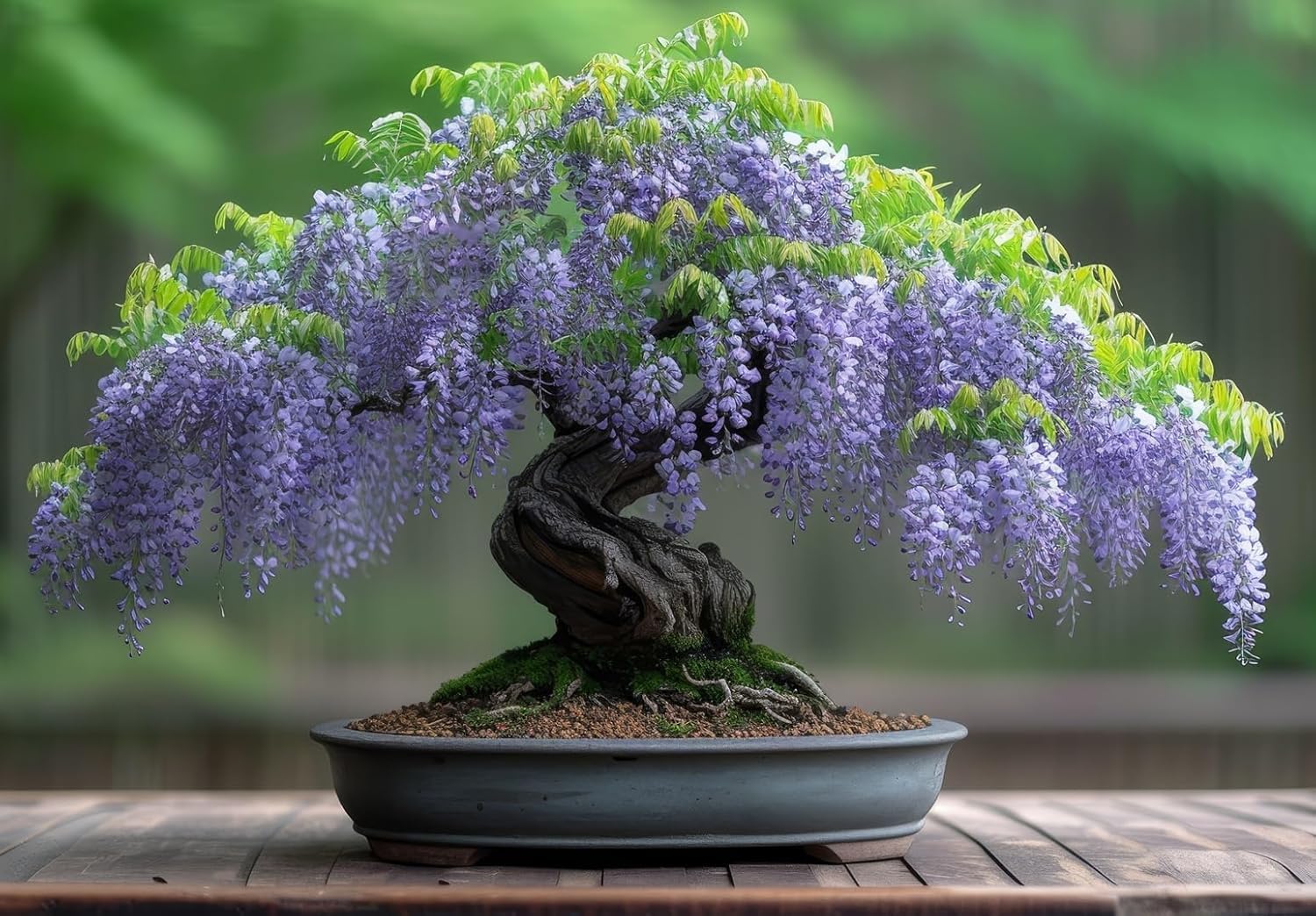 10 Purple Wisteria Vine Plants - Approx 12" Tall Live Plants - Amazing Purple Blooms, Grows as a Vine or A Tree