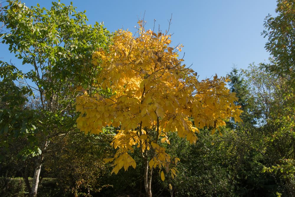 Shellbark Hickory Tree Seedlings for Planting - No Ship to California