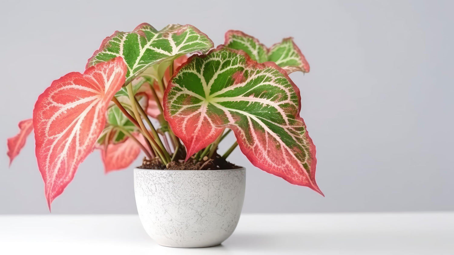 6 Pink Sky Caladium Bulbs for Planting - Perennial Hosta, Elephant Ears, Fancy (6 Bulbs)