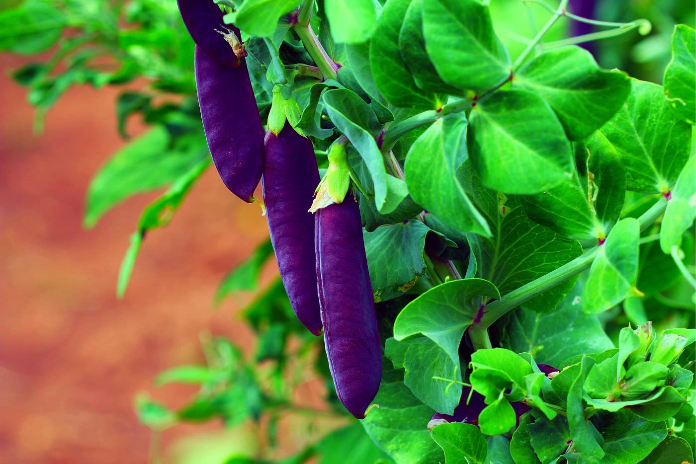 Purple Pod Pea Seeds for Planting - 10 Seeds - Heirloom and Non-GMO, Easy to Grow
