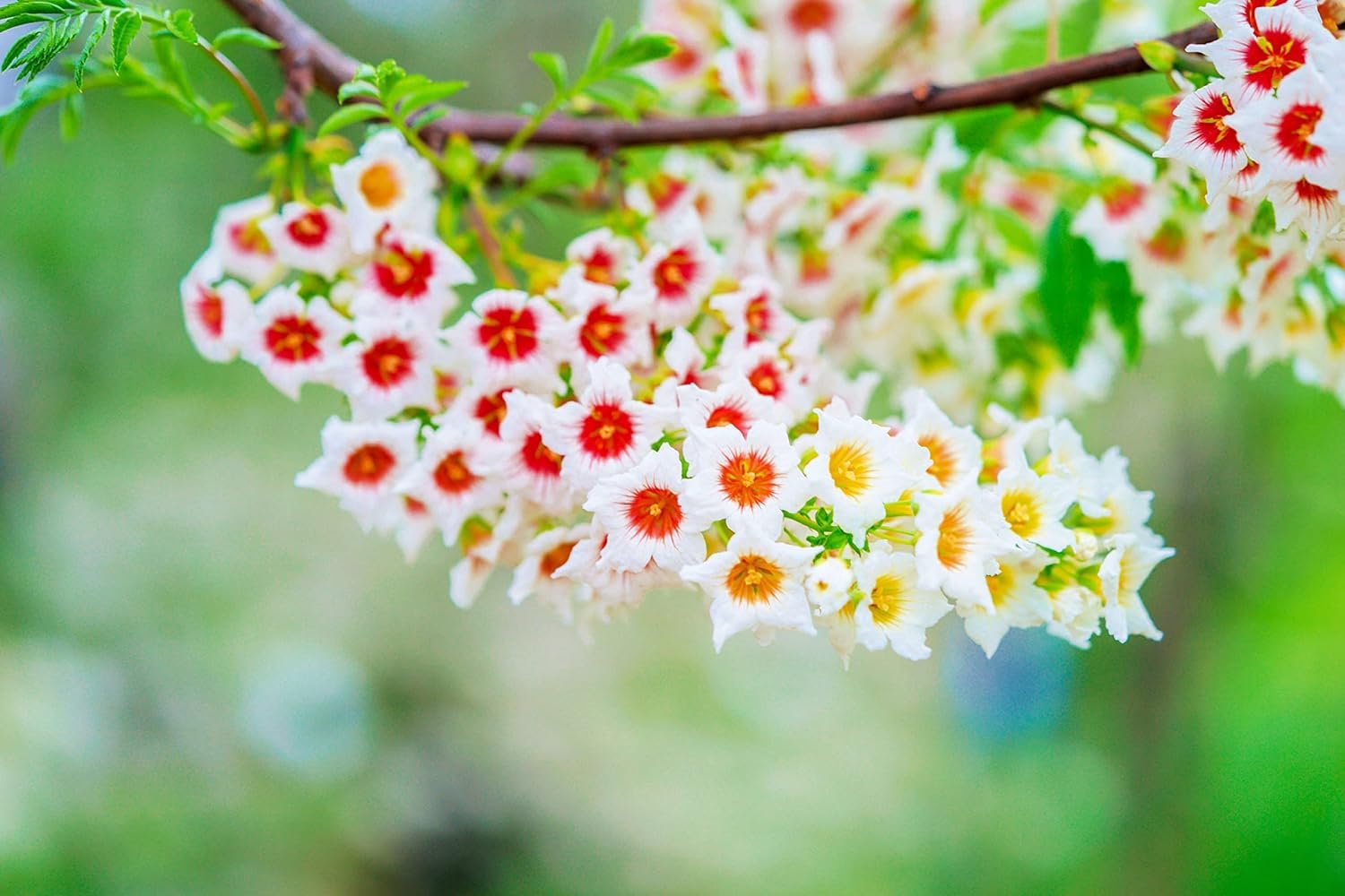 Yellowhorn Bush Seeds for Planting (12 Large Seeds) - Exotic Blooms All Season - Xanthoceras sorbifolium