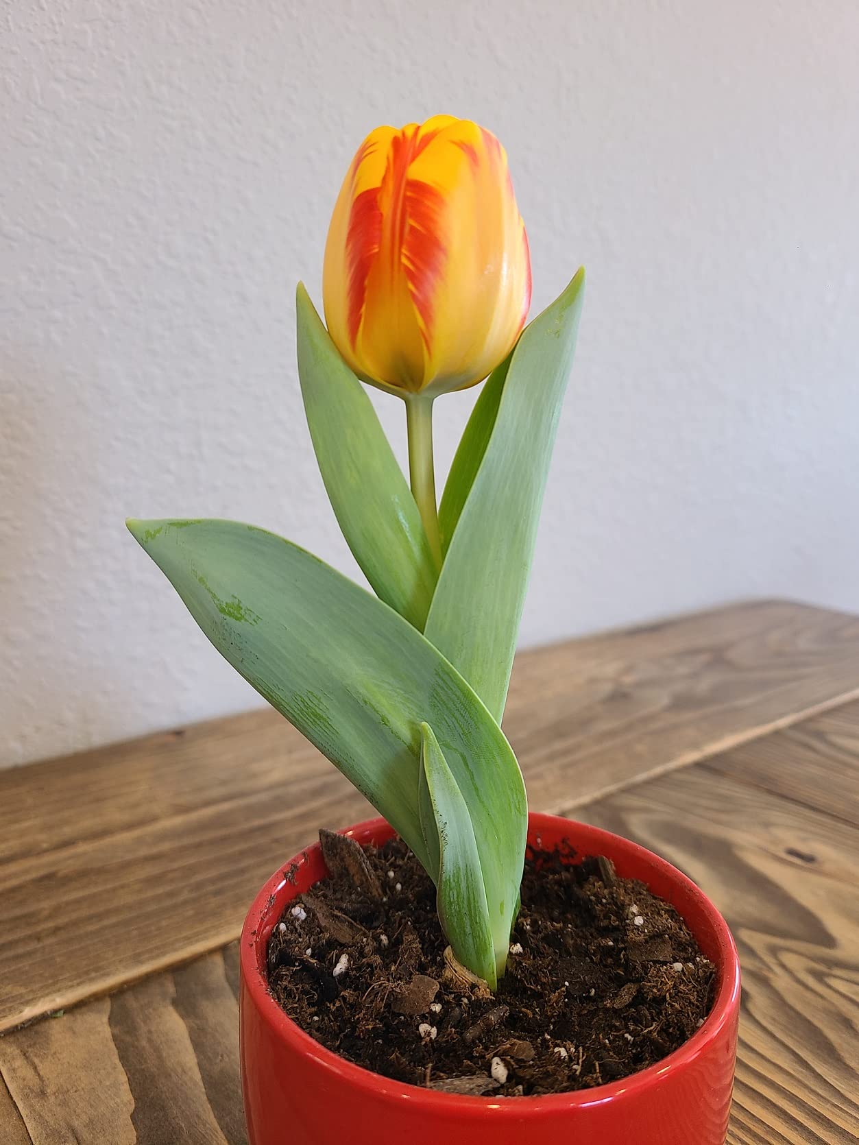 Banja Luka Bonsai Tulip Bulbs - 3 Prechilled Tulips Ready to Bloom Indoors - Bloom in a Few Weeks - No Container Included