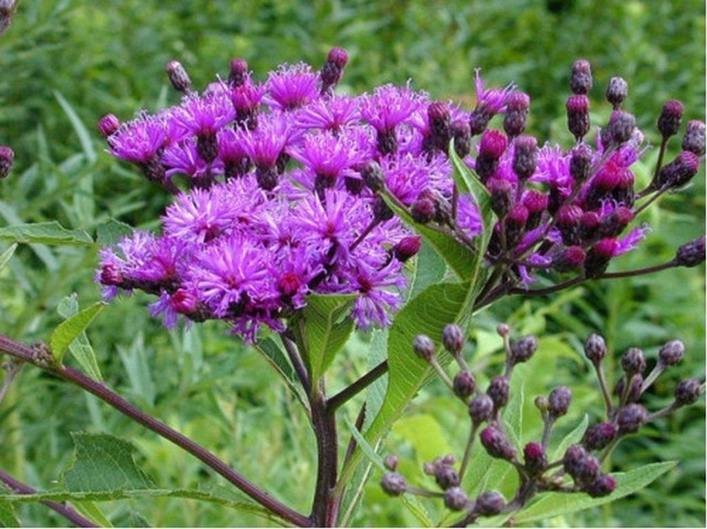 Ironweed- 200 Seeds - 50 % off sale