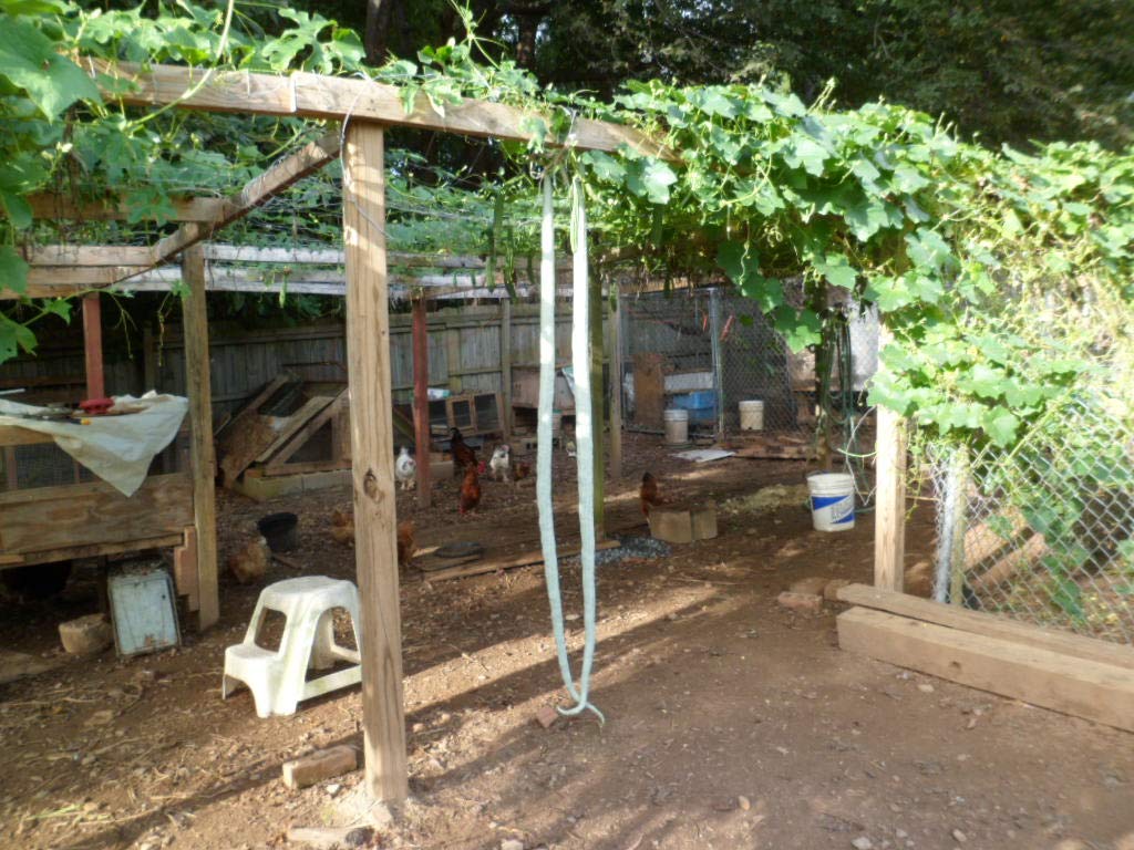 Long Snake/Serpent Gourds, Chichinda, Grow 8 to 10 feet Long 10 Seeds