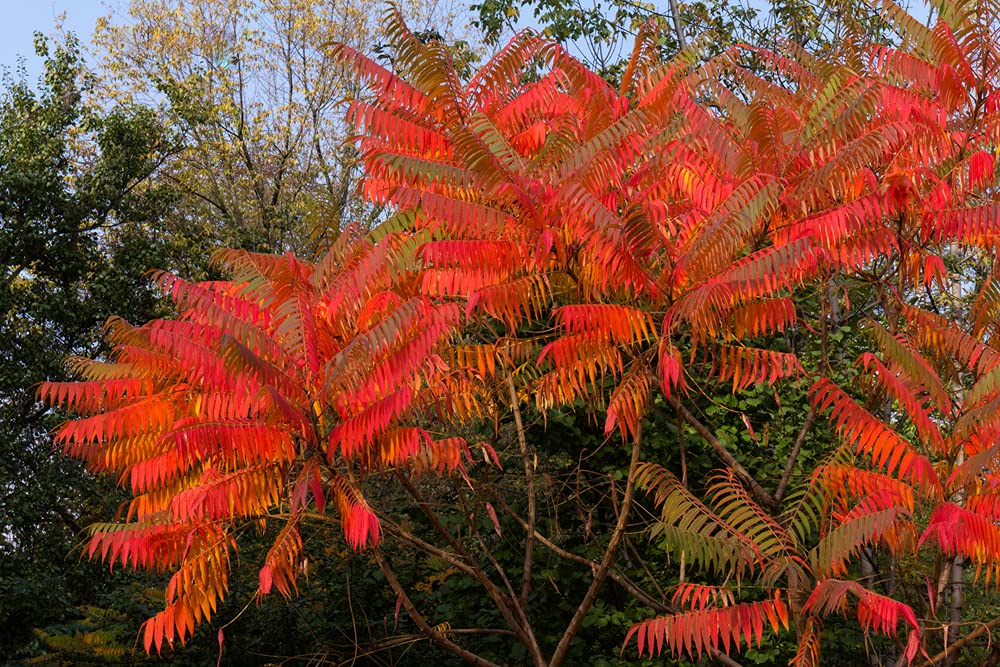 Flameleaf Sumac Tree Seeds - 30 Seeds for Planting - Prized for Vibrant Fall Foliage - Flame Leaf aka Shining Sumac - Rhus copallinum