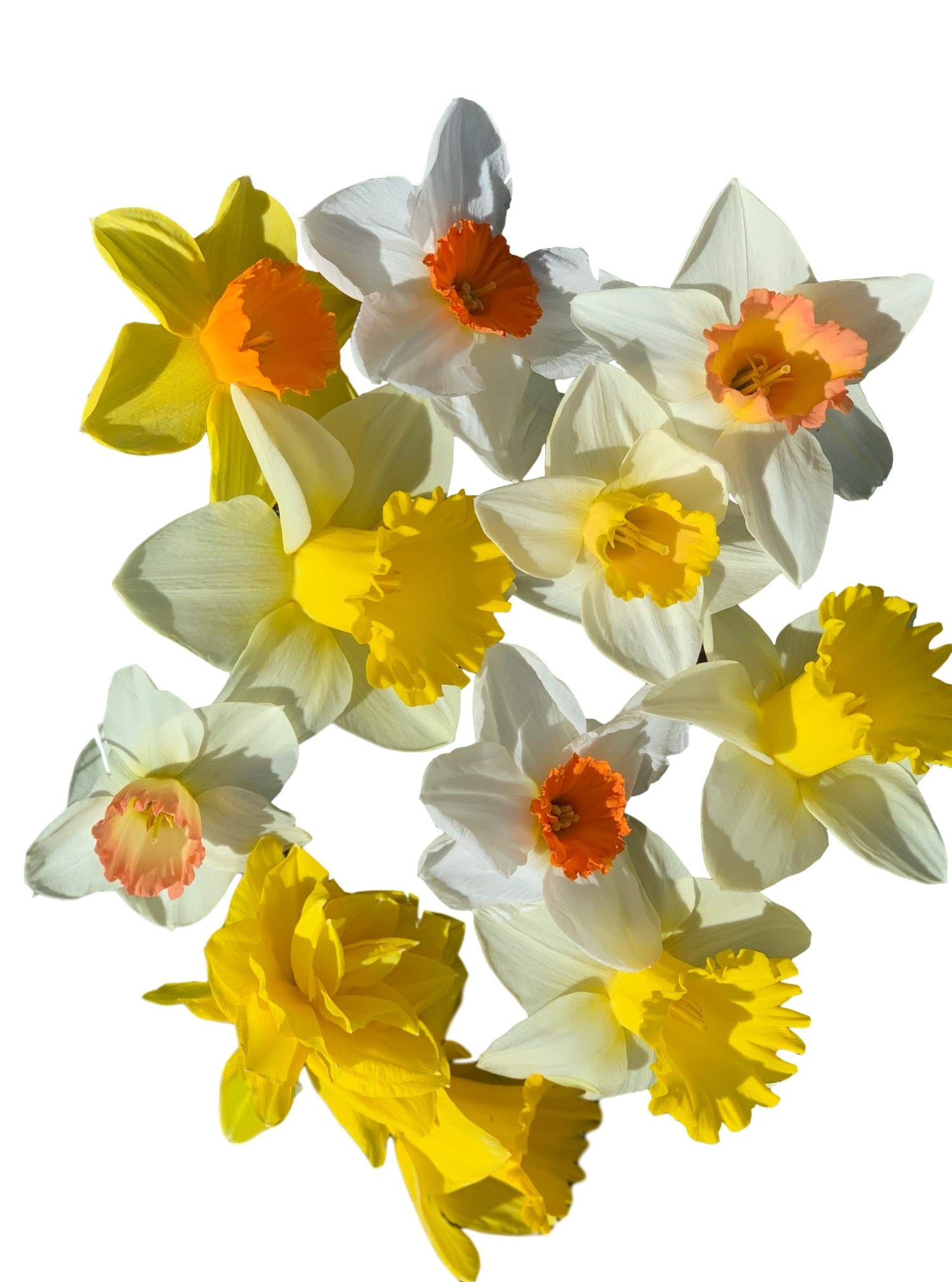 Mixed Large Cup Daffodils- 50 Perennial Daffodil Bulbs - Assorted Colors Narcissus