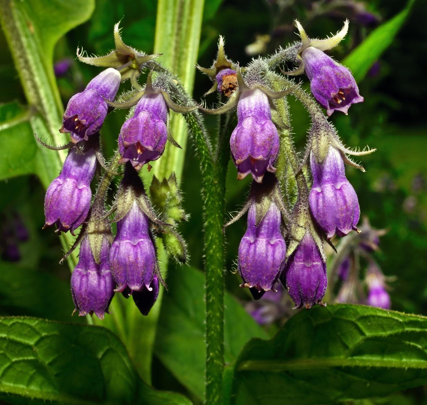 True Comfrey 60 Seeds (Symphytum officinale) Non GMO, Heirloom