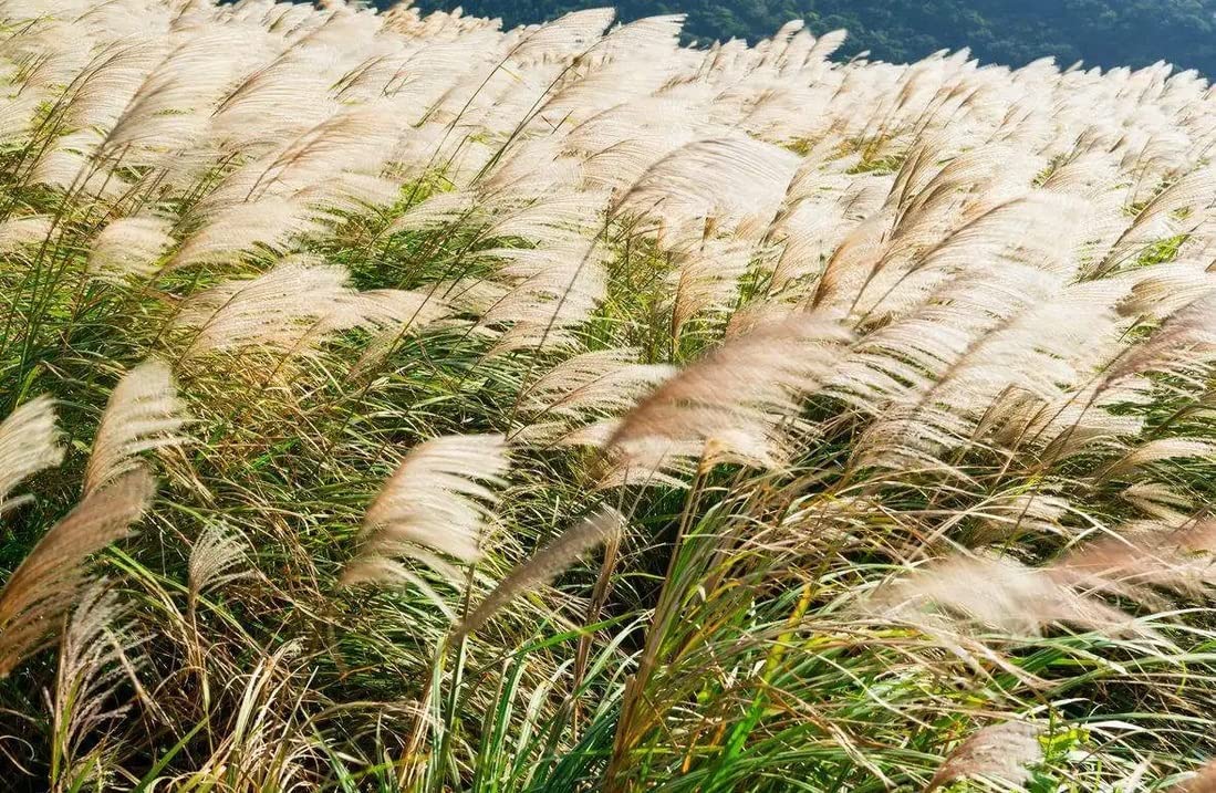 200+ Chinese Silvergrass Seeds for Planting - Ornamental Grass with Stunning Silver Tips