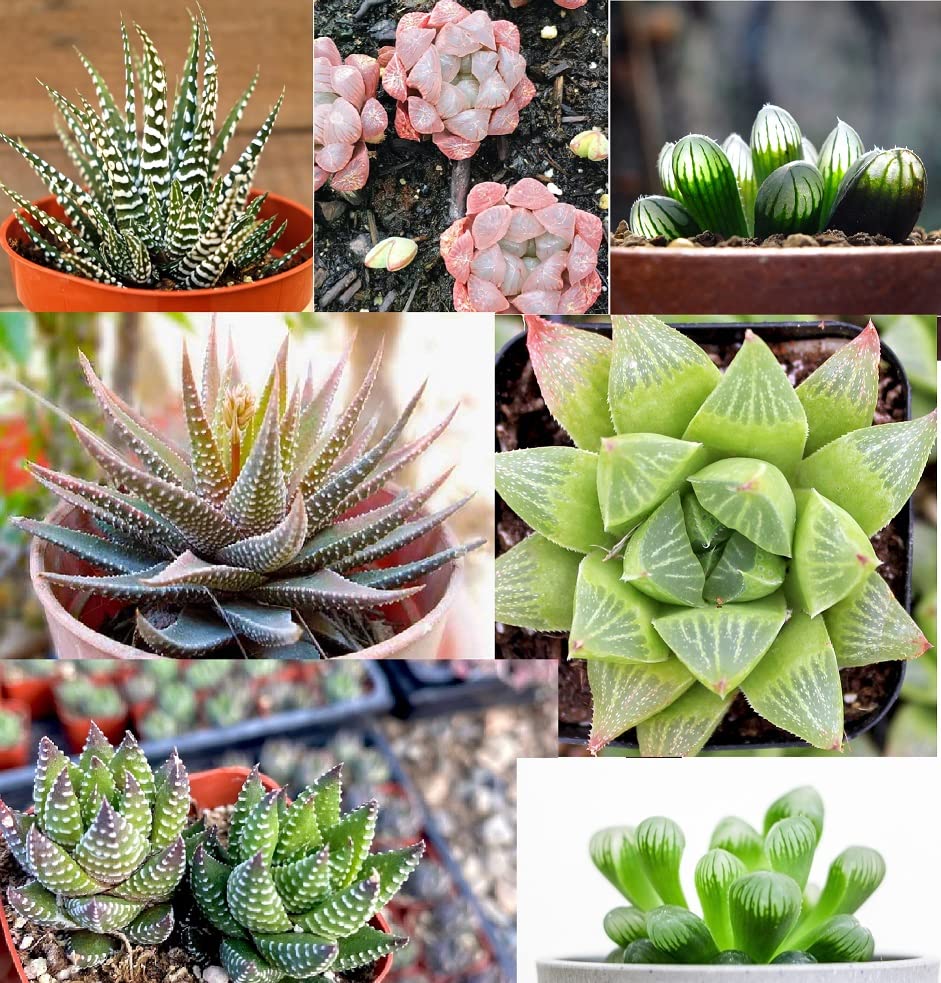 Haworthia Hybrids Succulents Mix (30+ Seeds) - All The Favorites! - Ships from Iowa, USA - Grow Exotic Cacti Succulents