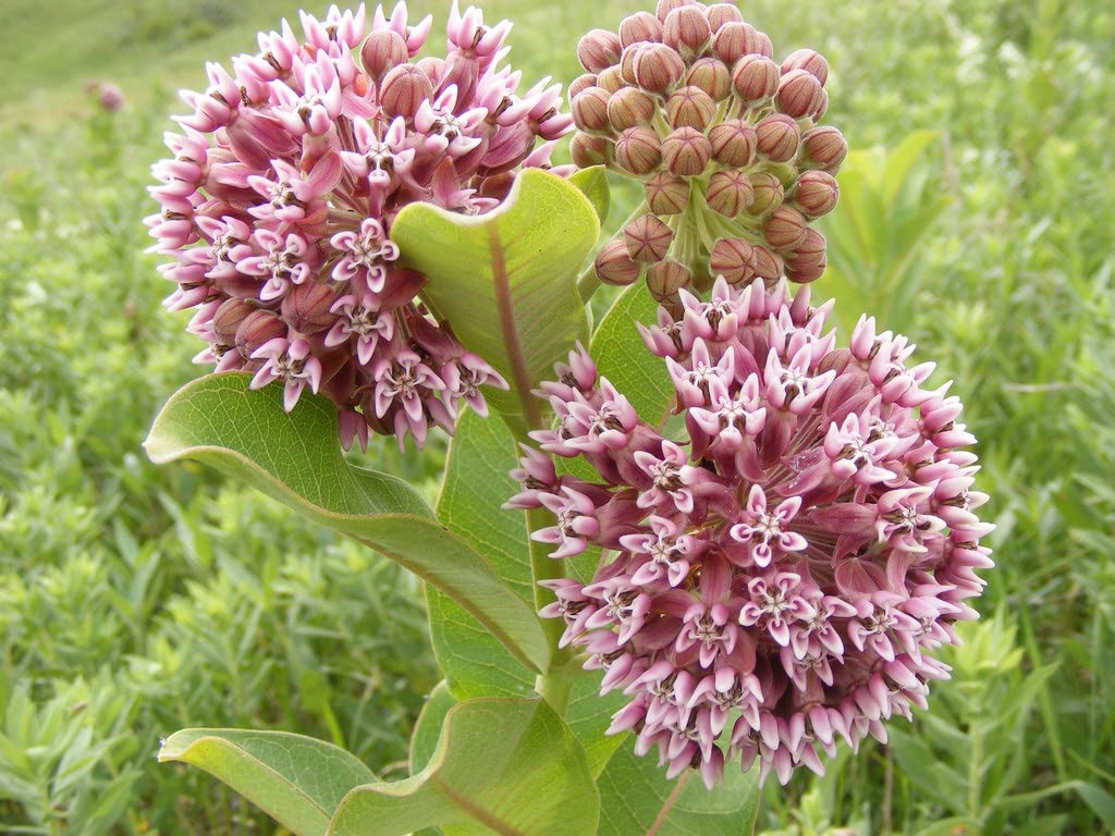 Common Milkweed Native Seeds for Planting (100 Seeds) - Asclepias syriaca - Great for Butrterfly