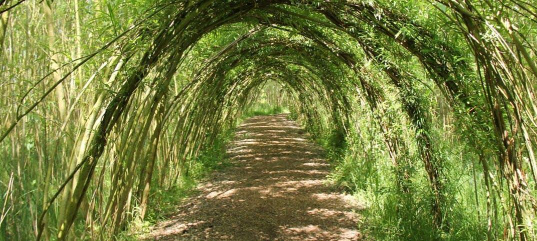 4 Huge 5 Foot Tall Hybrid Willow Cuttings - Best Privacy Hedge Row Trees - Fast Growing