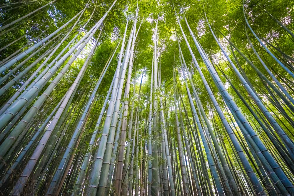 Japanese Giant Timber Bamboo Seeds for Planting - 100+ Seeds - Grow a Fast Bamboo Forest - Ships from Iowa