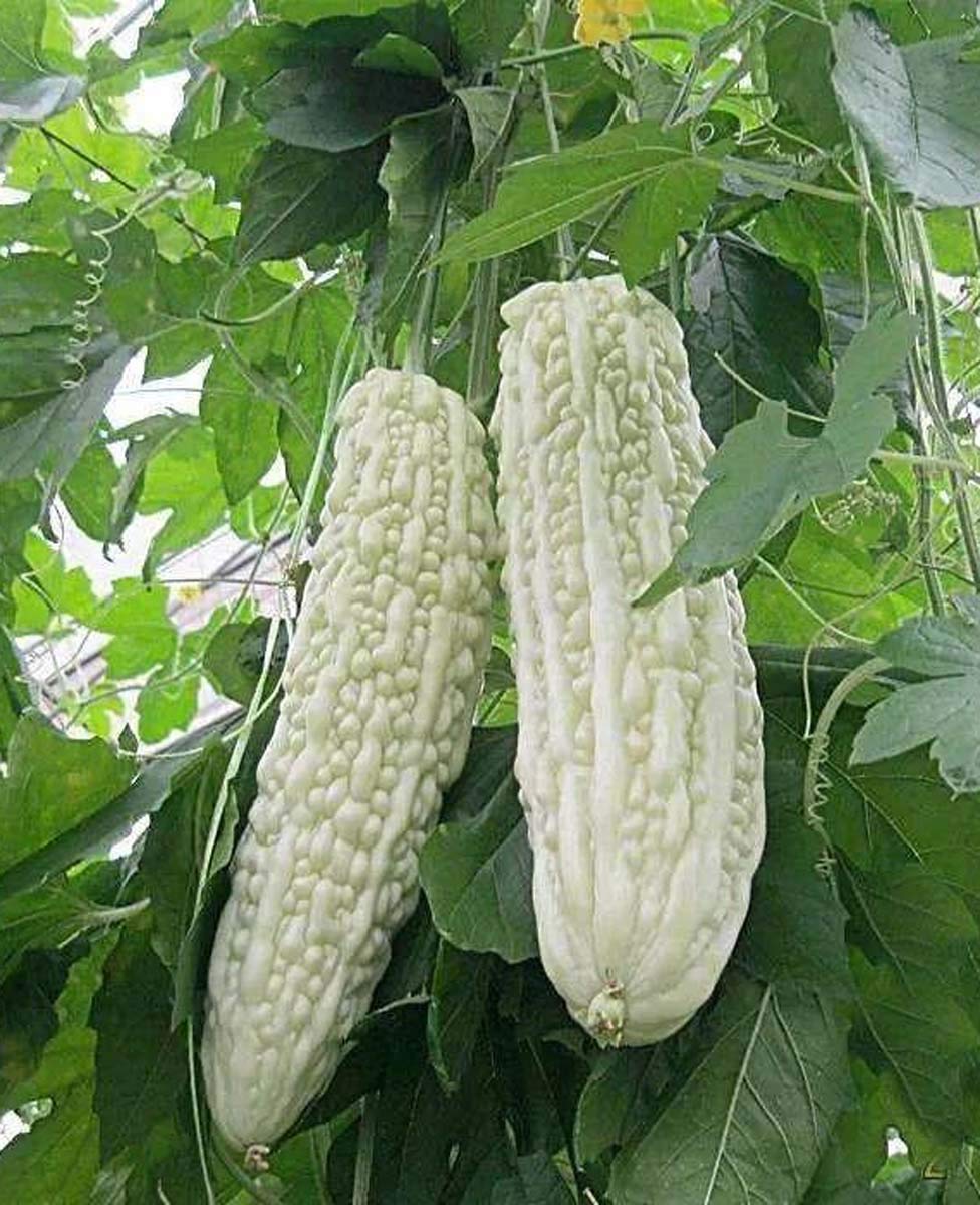 Bitter Melon Bitter Squash Balsam Pear Bitter Gourd Seeds 10PCS Non GMO (White)