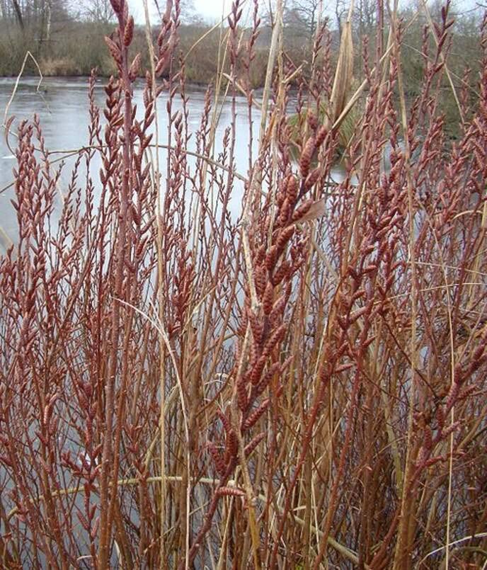 Bog Myrtle Shrub Seeds for Planting (15 Seeds) - Myrica gale