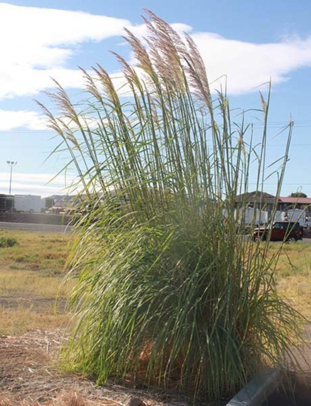 Raven Grass Seeds for Planting - 200 Seeds - Grows Giant, Great for Sound or Privacy Barrier