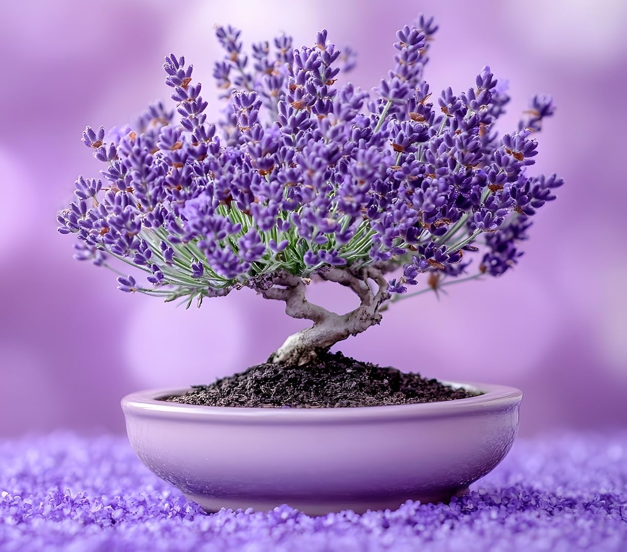 100 Lavender Bonsai Tree Seeds for Planting