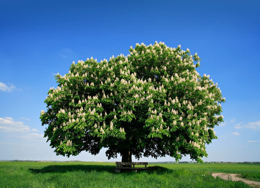 Hybrid Chestnut Tree Seeds for Planting - Best Chestnut Trees for Whitetail Deer - Castanea dentata x mollisima