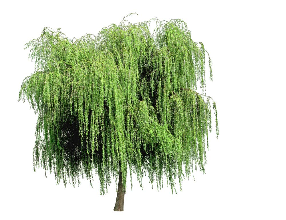 32+ Thin Gold Weeping Willow Tree Cuttings. Pencil Size or Smaller. Salix Babylonica. Grow 32 Golden Weeping Willow Trees