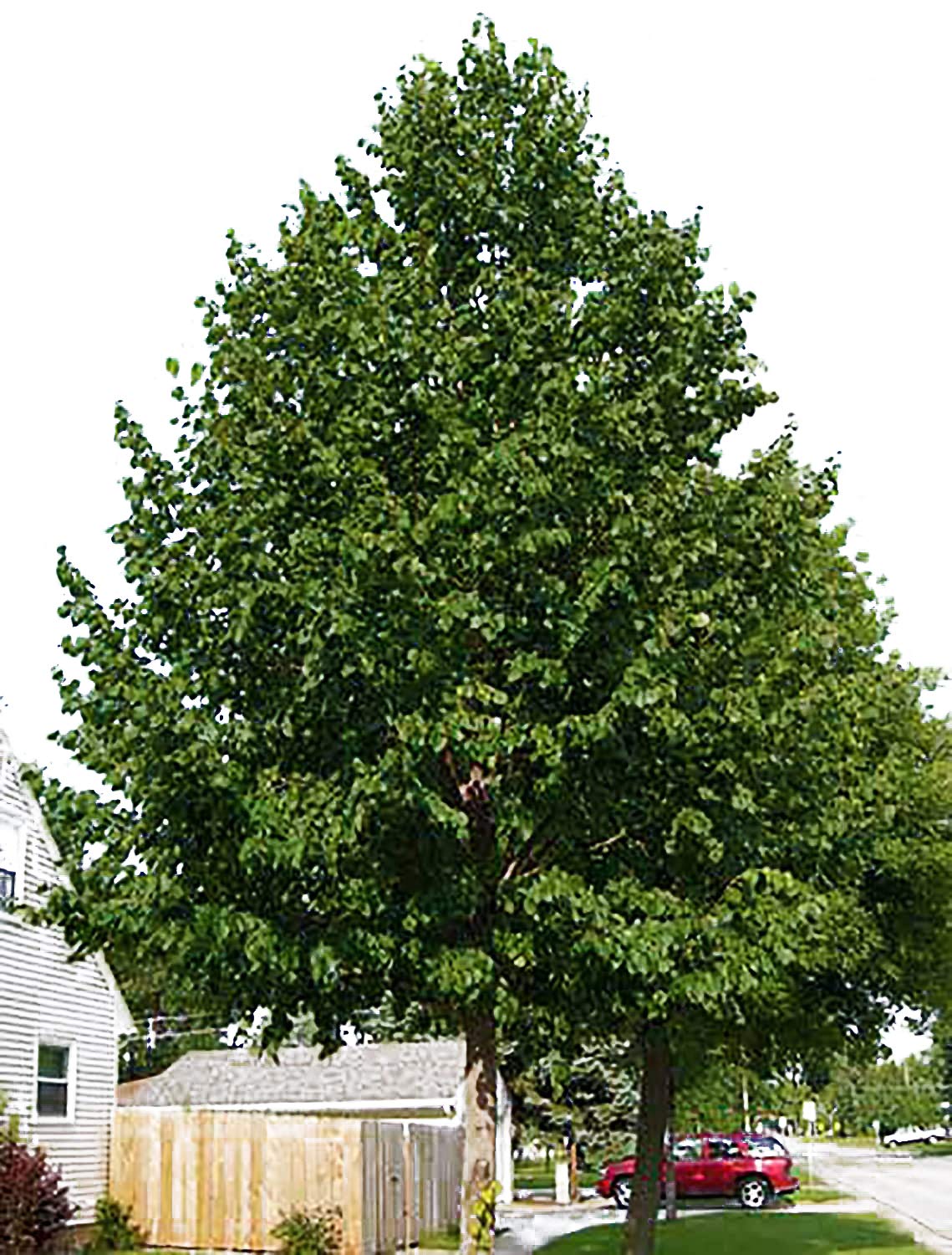 Hybrid Poplar Tree Starts - 3 pack