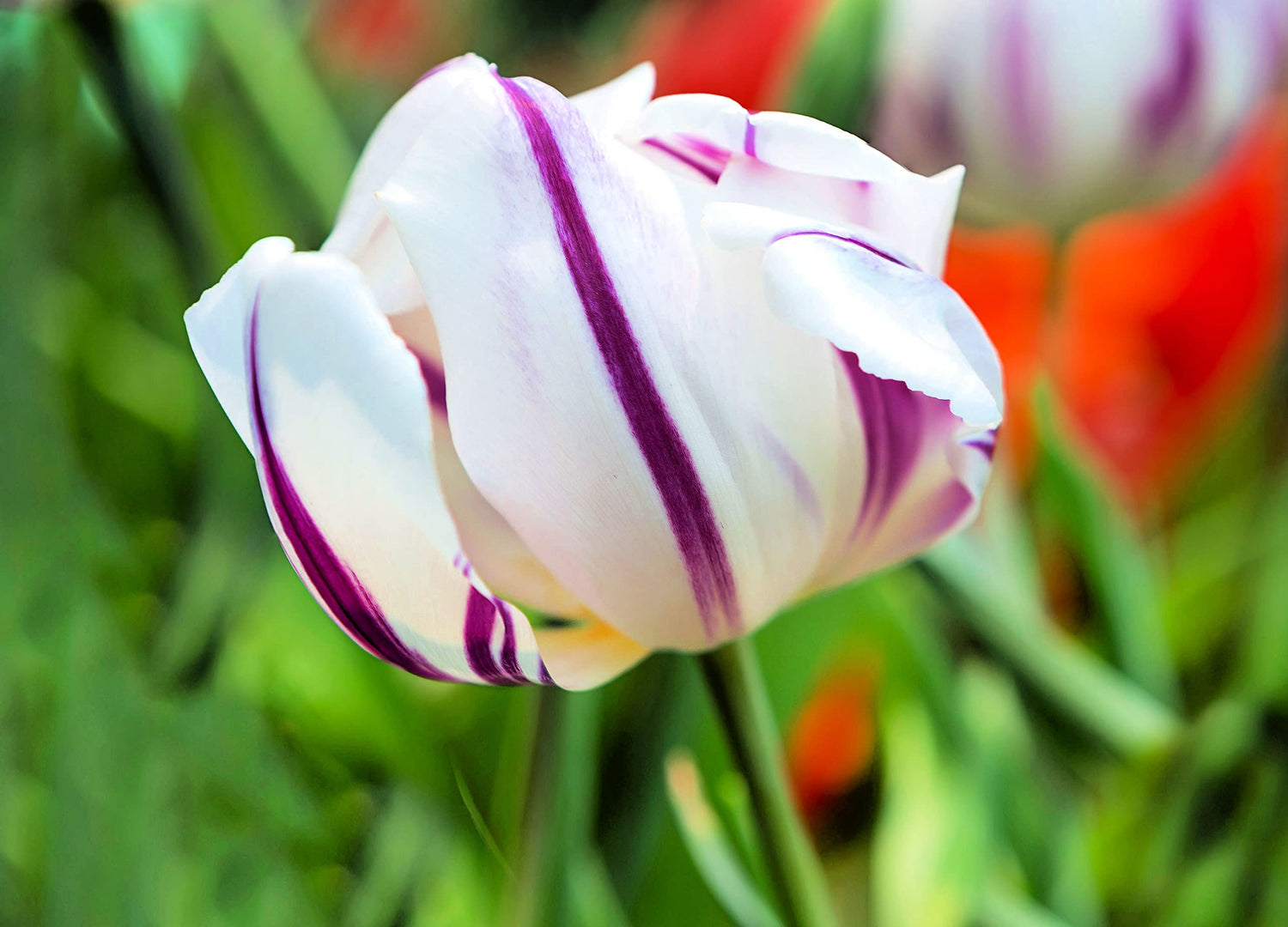 Purple Flaming Flage Tulip Bulbs for Planting - Ships from Iowa, USA