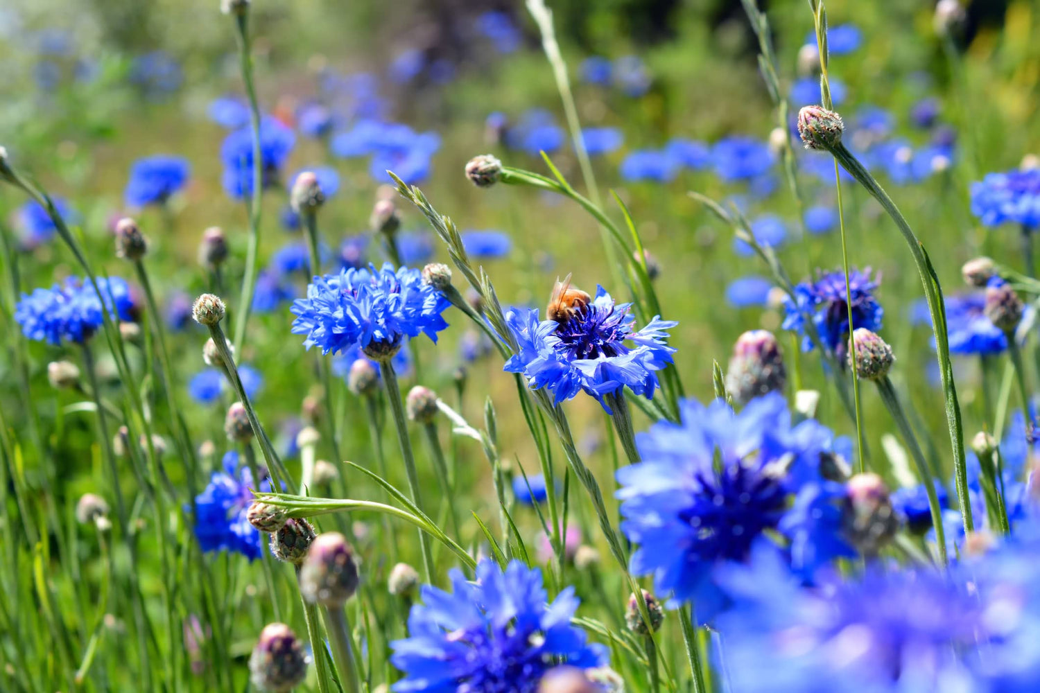 200 Dwarf Bachelor Button Seeds for Planting - Heirloom Non-GMO USA Grown Cornflower Seeds for Planting - Centaurea Cyanus Ships from Iowa, USA