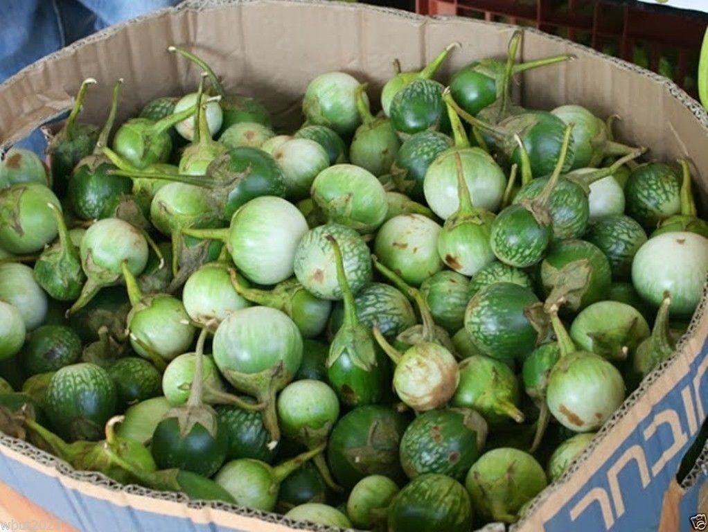 Thai Eggplant Seeds "Petch Siam"200 Vegetable Seeds, Heirloom From Thailand !