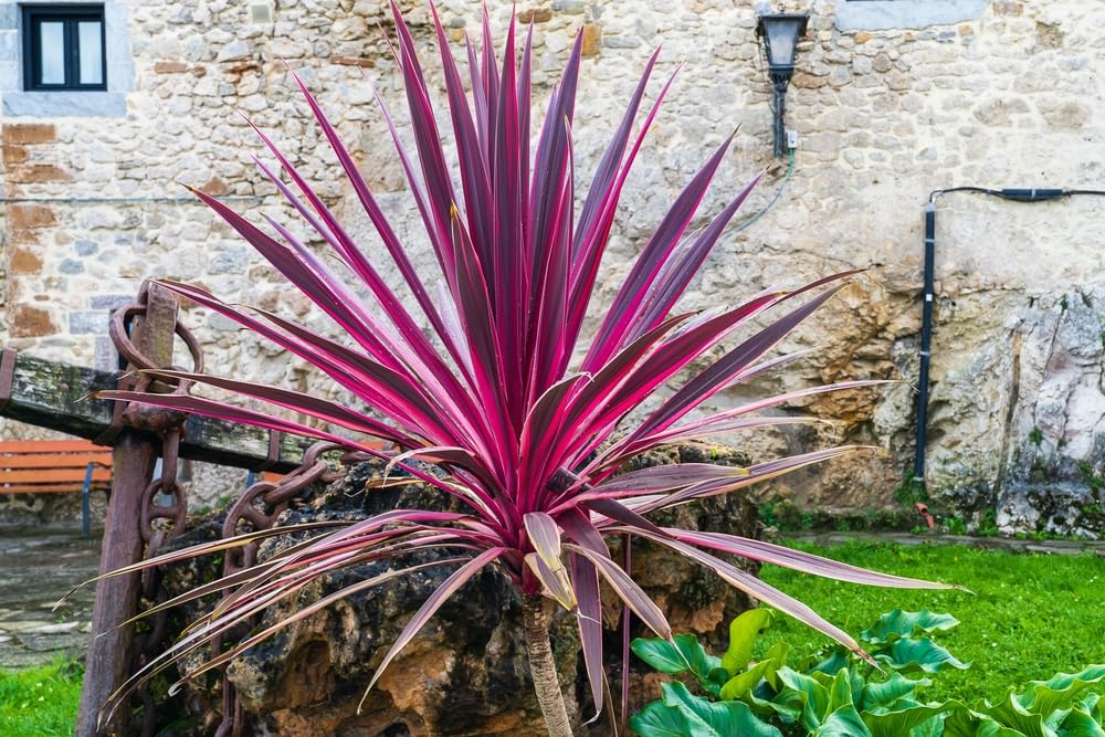 30 Red Cabbage Palm Tree Seeds for Planting - Cordyline Australis 'Purpurea'