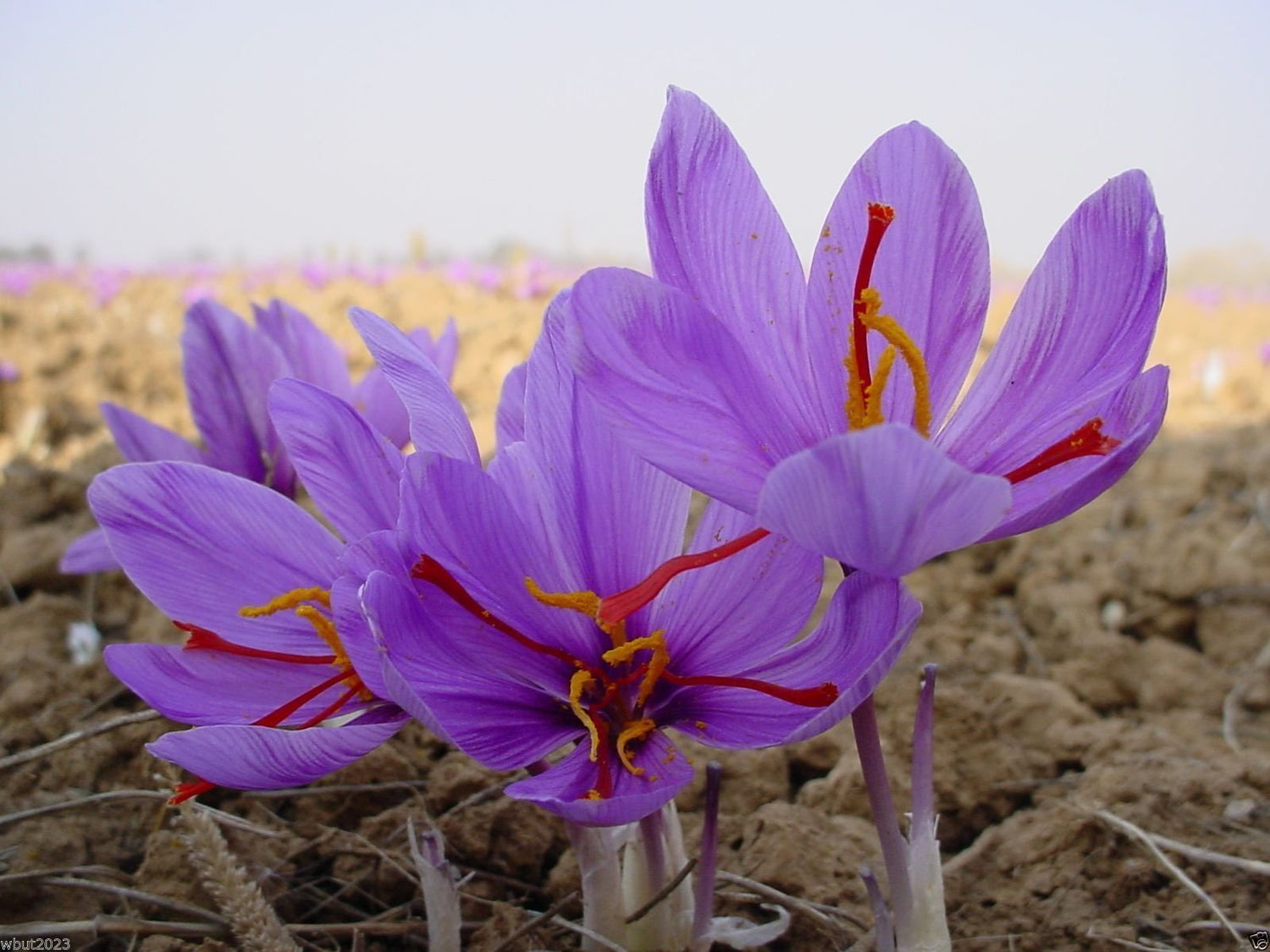 25 Saffron Plant Bulbs - Crocus Sativus - The World's Most Expensive Spice
