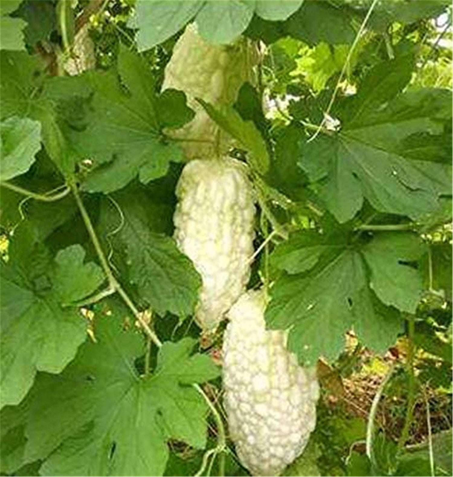 zellajake Vegetable Seed Bitter Gourd Seeds 10+ White Pearl Balsam Pear Melon Seeds Vegetables