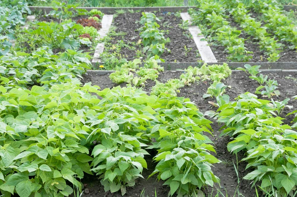 String Bean Bush Blue Lake | 50+ Seeds + | Non-GMO, Heirloom Seeds, Grow Your Own Food | Vegetable Seeds for Planting