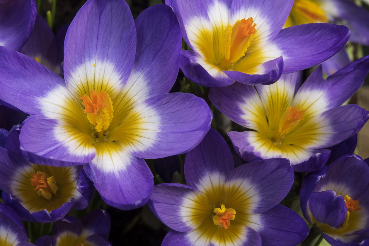 10 "Tricolor" Crocus Bulbs for Planting | Perennial Flowers, Ships from Iowa, USA