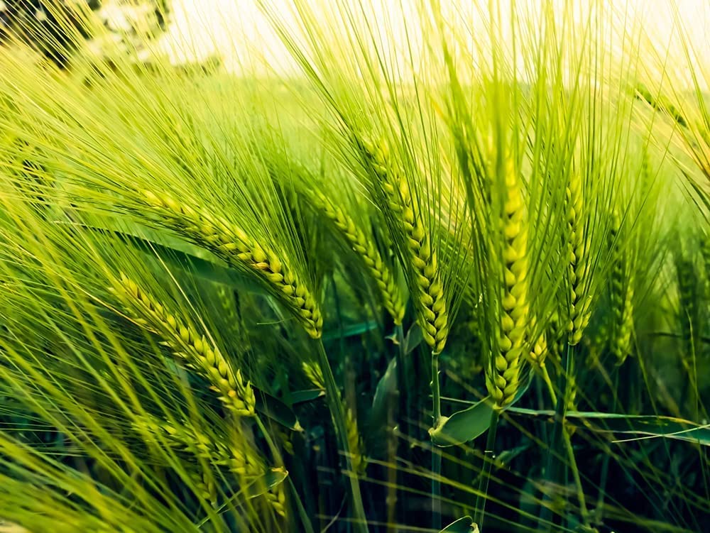 Barely Seeds | All Natural Whole Barley Seed for Juicing, Malt Brewing, Beer Making