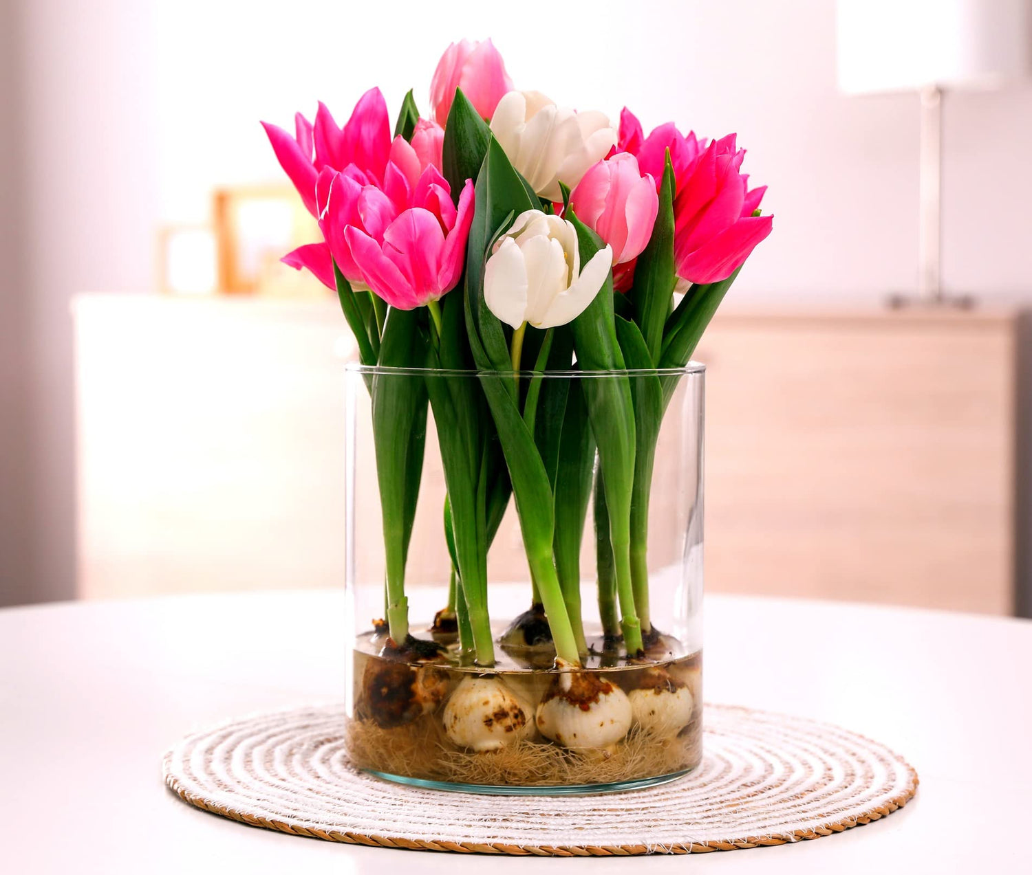 10 Indoor Tulip Bulbs - Grow Indoors in Just Water - Mixed Color -Have Blooms in a Few Weeks