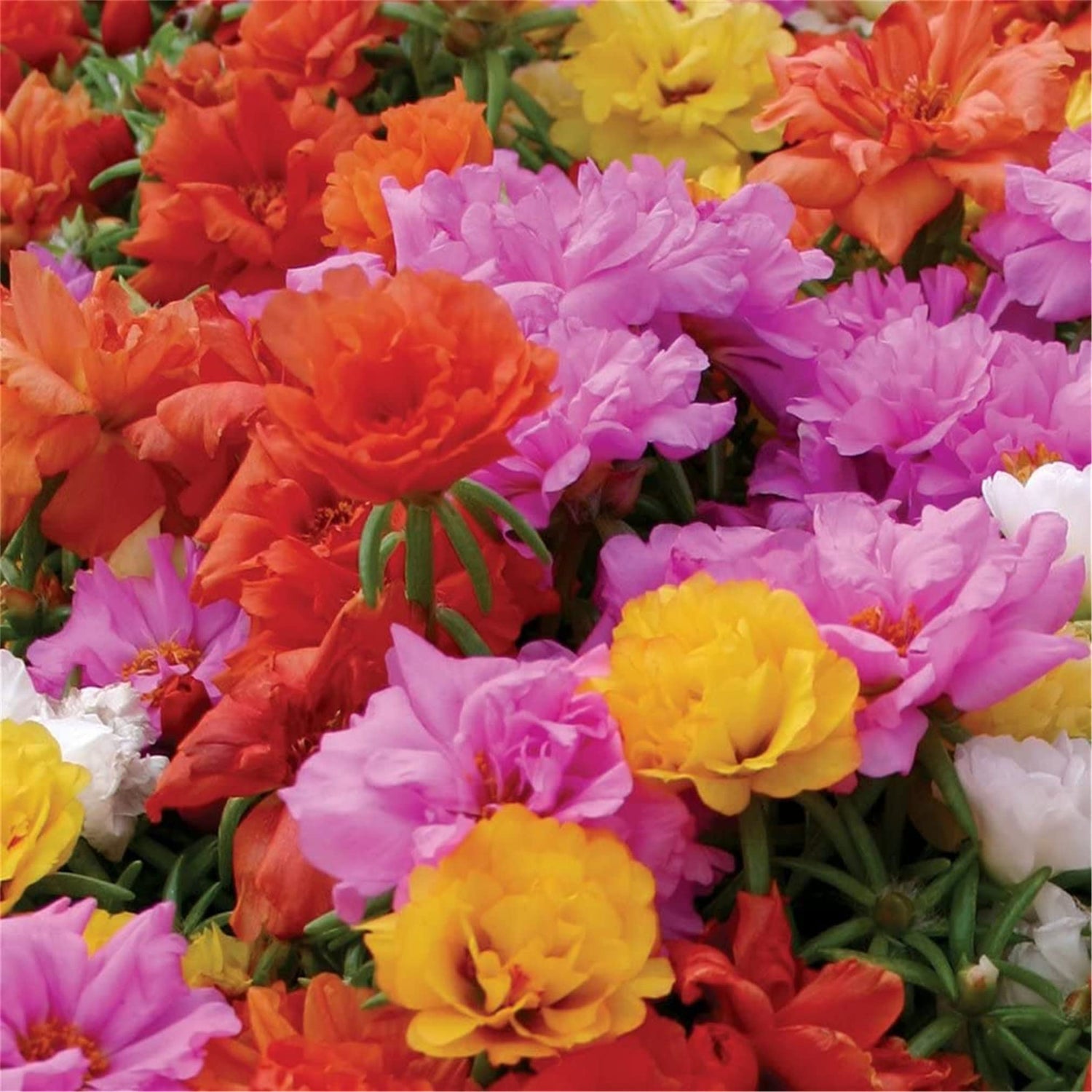 zellajake Rare Flower Seeds Portulaca Moss Rose Happy Trails Ground Cover Plant Seed Mix 2000+ Seeds
