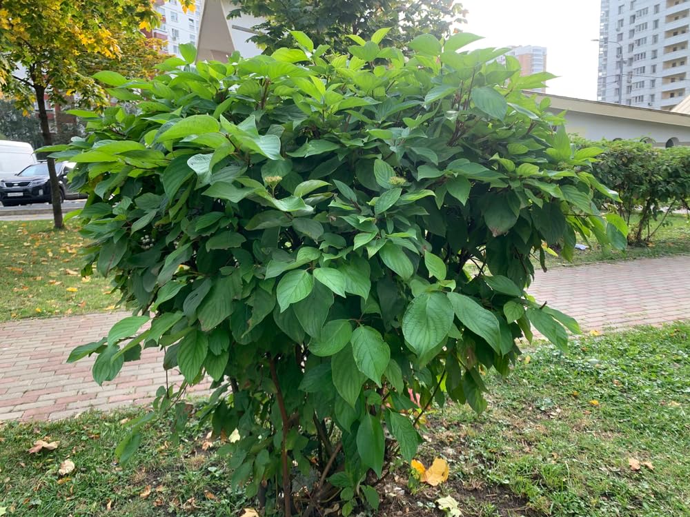 Gray Dogood Seedlings for Planting (Cornus racemosa) - Attractive Bush