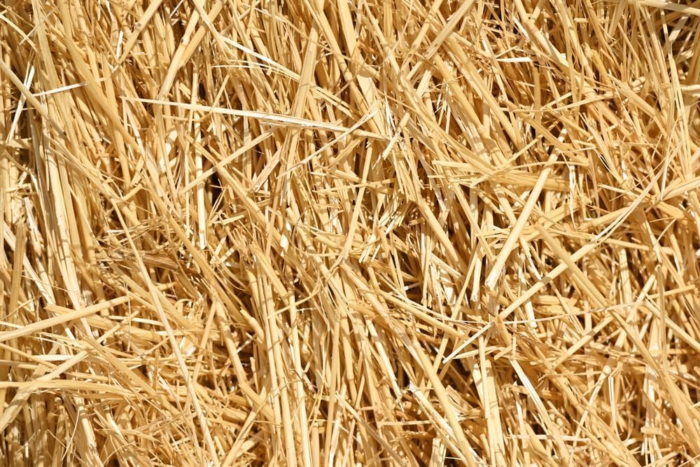 1/2 Pound Natural Wheat Straw for Animal Bedding, Garden Mulch, Compost & Fertilizer, and Grass Cover