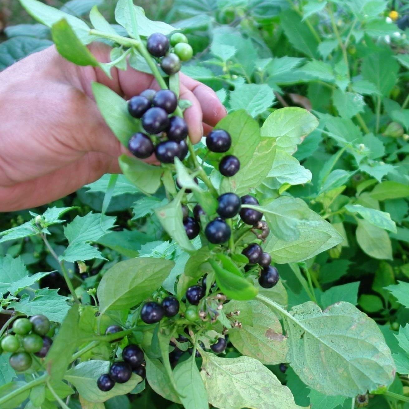 Huckleberry Seeds for Planting (30 Seeds) - Non-GMO Fruit Seeds