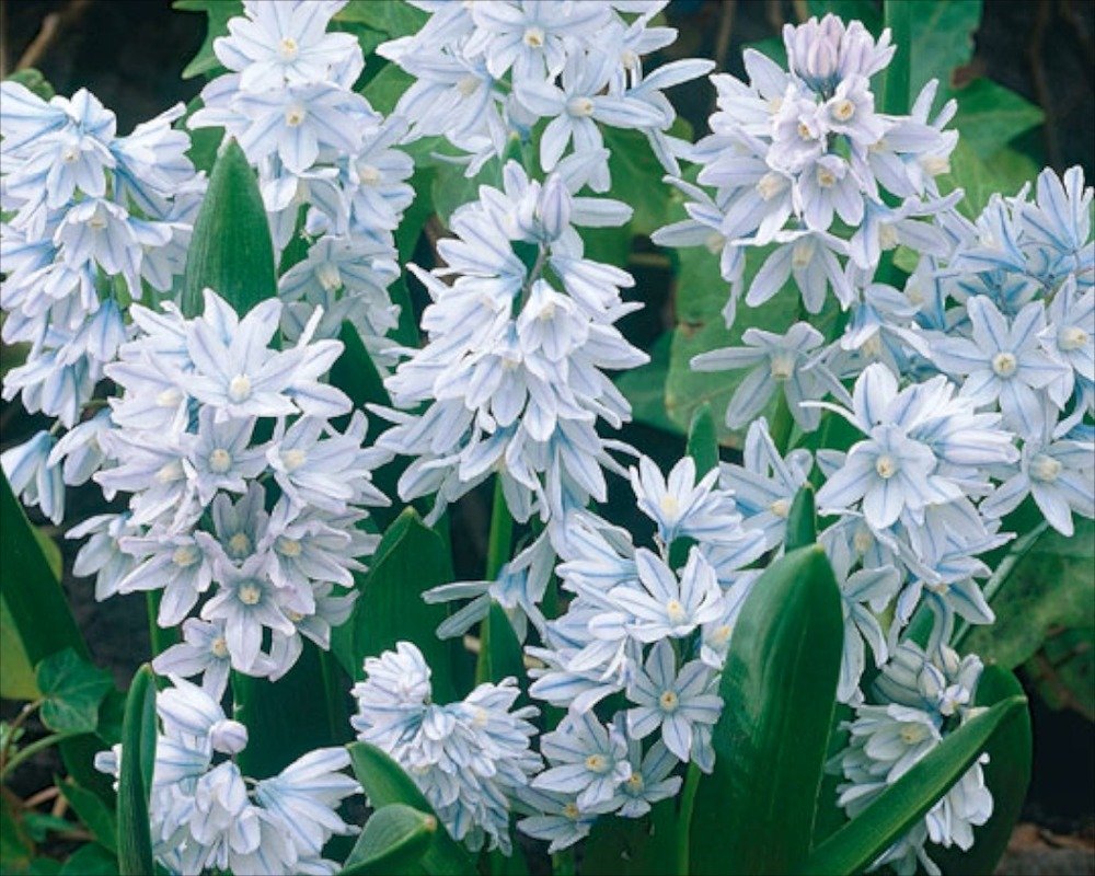 Striped Squill- Puschkinia Libanotica (Pack of 100 Bulbs)