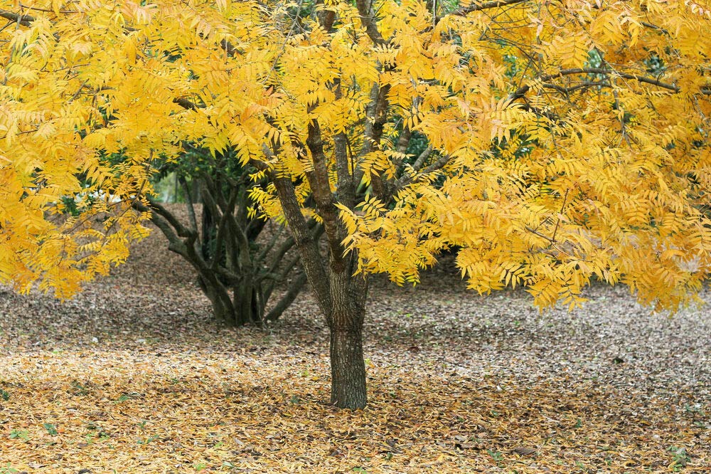 10 Thornless HONEYLOCUST Gleditsia Triacanthos Inermis Honey Locust Tree Seeds