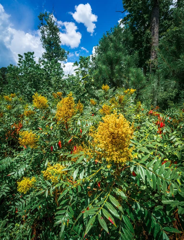 Shining Sumac Bus Seedlings to Plant (Not Seeds) - Rhus copallinum - No Ship to California