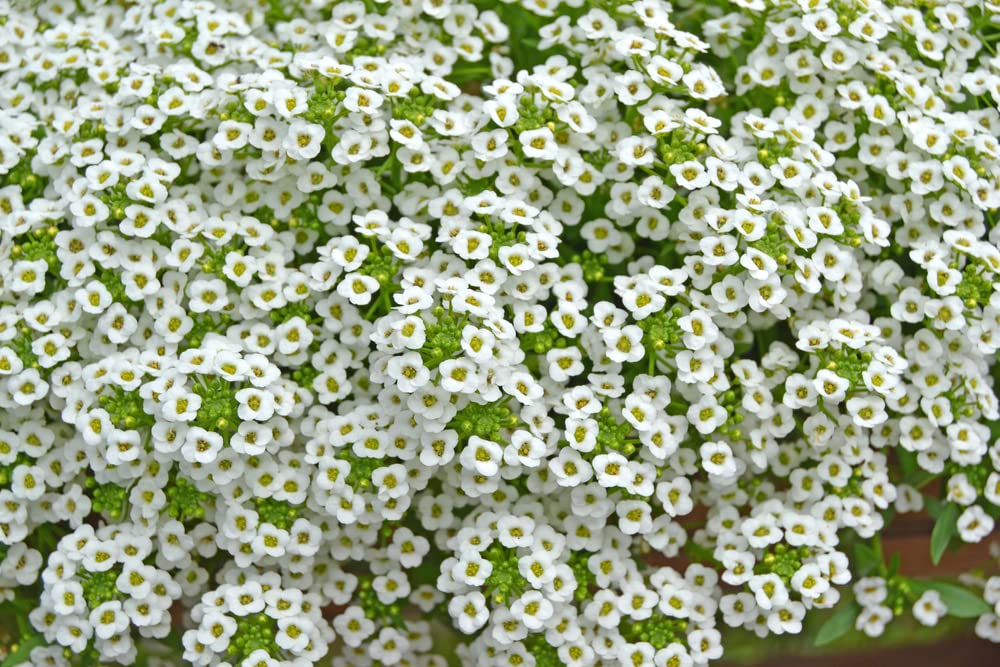 White Alyssum Clover Seeds for Planting - Creeping Ground Cover, Carpet of Snow, White Thyme - Lobularia maritima