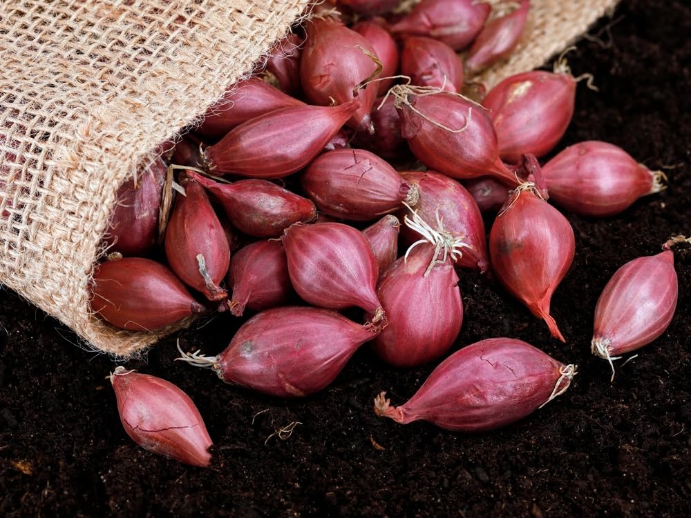 Red Onion Sets for Planting - Easy to Grow Vegetables