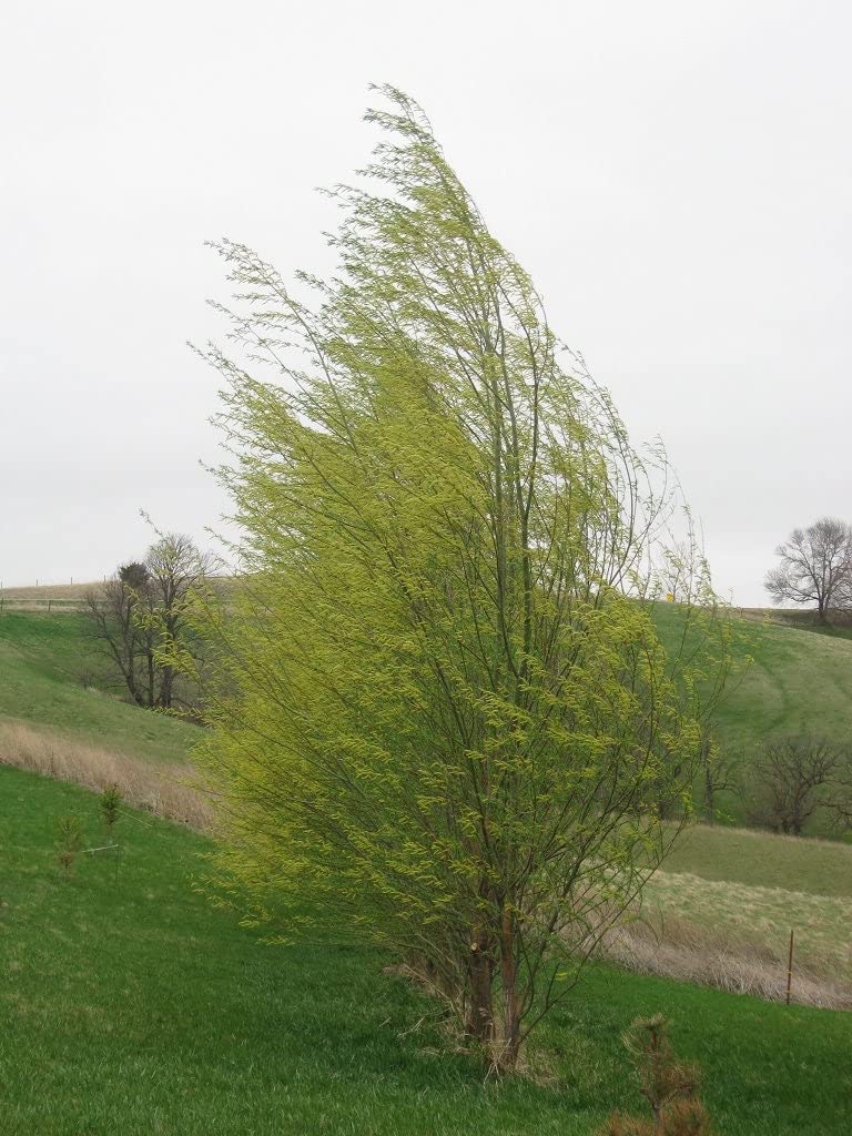 One Hybrid Willow Tree to Grow - Fast Growing Privacy or Shade - Austree Willow