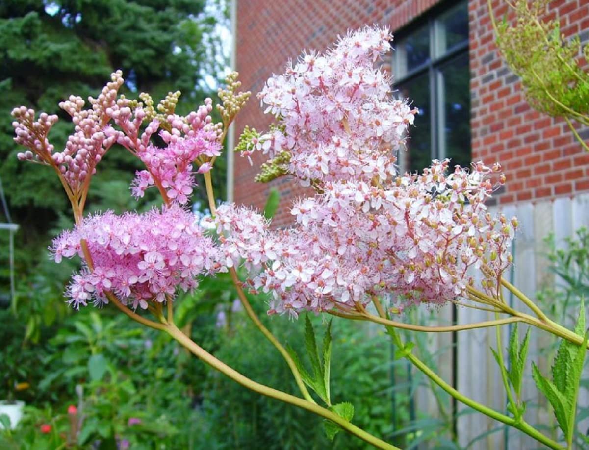 Rare Queen of The Prairie Seeds - 15 Seeds to Grow - Filipendula rubra - Made in USA, Ships from Iowa. Rare and Hard to Find