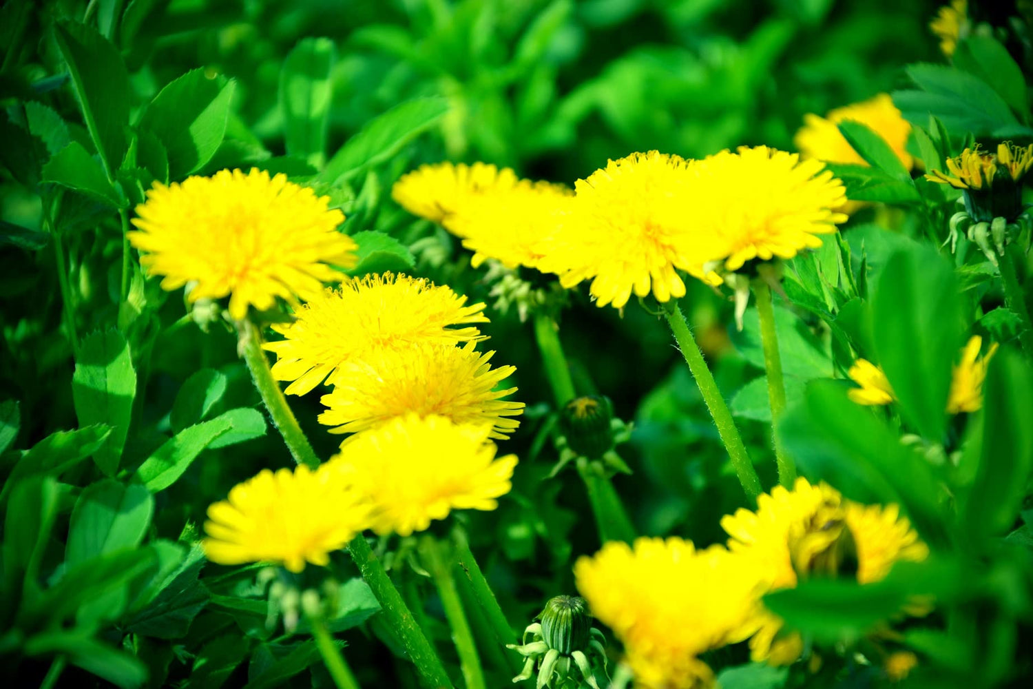 500 Dandelion Herb Seeds for Planting - Taraxacum officinale Perennial Herb Flowers
