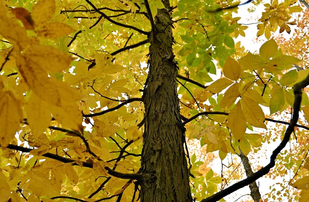 Shagbark Hickory Tree Seedlings | Live Tree Seedlings - No Ship to California