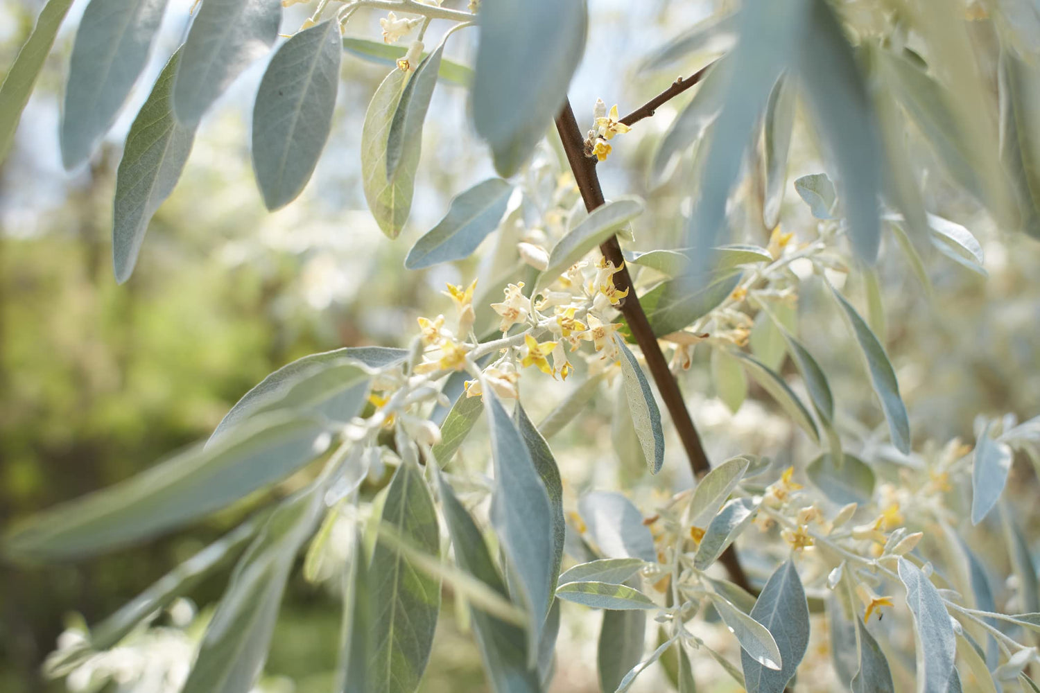 American Silverberry Bush Seeds for Planting (5 Rare Seeds) - Elaeagnus commutata