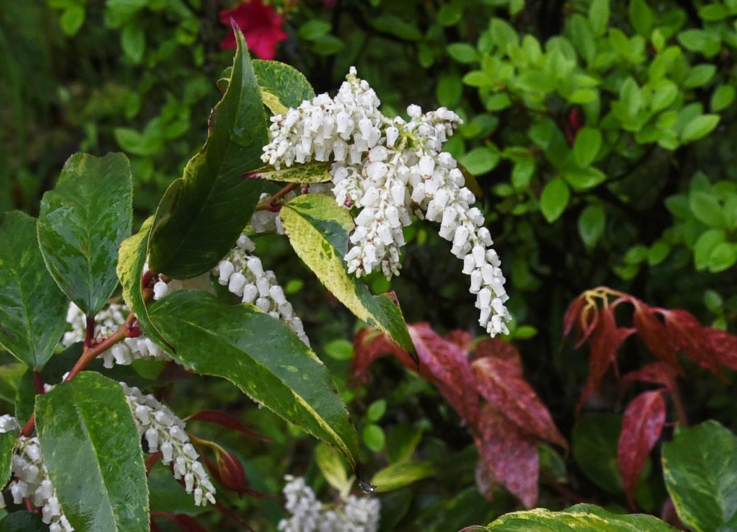 30 Dog Hobble Bush Seeds for Planting - Leucothoe fontanesiana