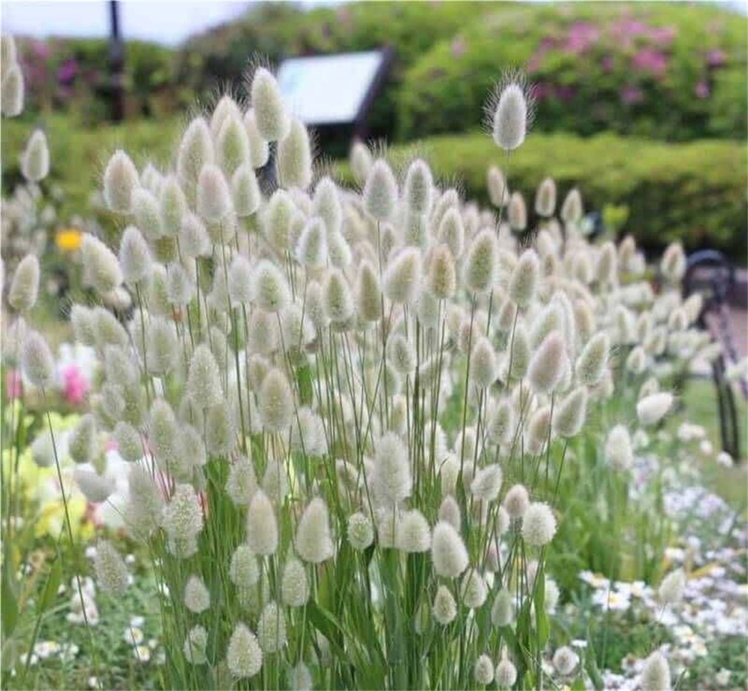 zellajake Rare Flower Seeds Lagurus Ovatus Ornamental Grass Bunny Tails Annual 100 Seeds